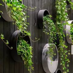 some plants are growing on the side of a wooden wall with round planters attached to it