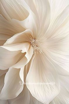 a large white flower with lots of petals