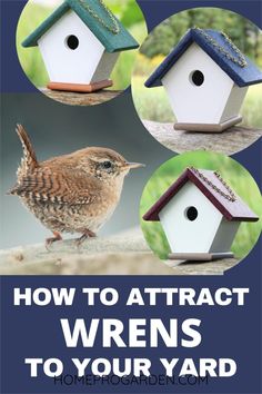 four different types of bird houses with text overlay reading how to attract wrens to your yard