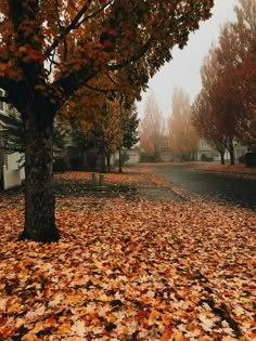 the leaves on the ground are covering the street and trees in front of houses,