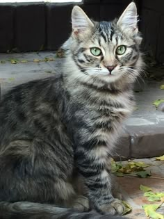 a cat that is sitting on the ground next to some leaves and looking at the camera