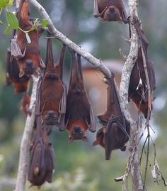 several bats hanging upside down on a tree branch