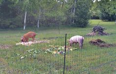 two pigs are grazing in the grass behind a fenced in area with trees and bushes