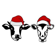 two black and white cows wearing santa hats