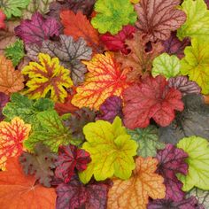 many different colored leaves are arranged together on the ground in this close up photo,