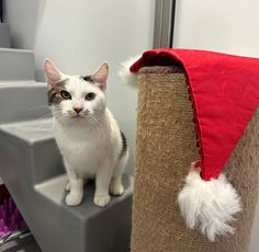 a cat sitting on top of a scratching post next to a christmas hat and decorations