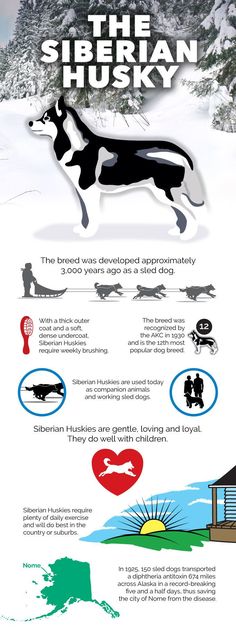 the siberian husky dog info sheet