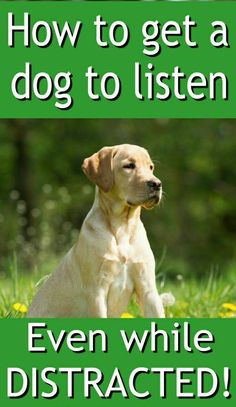 a dog sitting in the grass with text over it that says how to get a dog to listen even while distracted