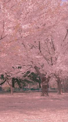 the trees are blooming very nicely in the park