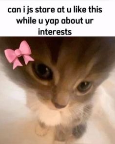 a kitten with a pink bow on it's head and caption that reads, can i stare at u like this while u yop about ur interests