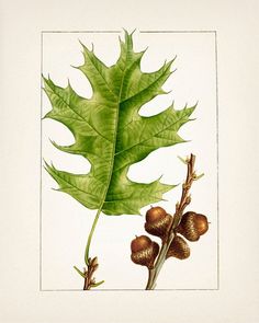 a drawing of a green leaf and acorns