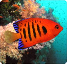 an orange and black fish swimming in the ocean