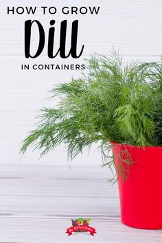 a potted plant with the words how to grow dill in containers