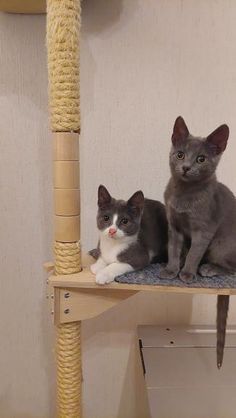 two cats sitting on top of a cat tree