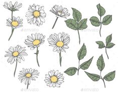 daisies with leaves and flowers on white background - flowers & plants nature / plants