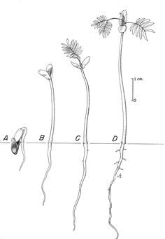 three flowers are shown in the same line as one flower is on the other side