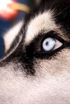 a husky dog's blue eyes are visible in this close - up photo from the side