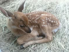 a small deer laying on top of dry grass