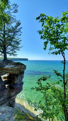 trees on the edge of a cliff by the ocean