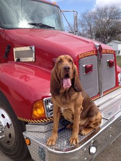 a brown dog sitting on the back of a red fire truck with its tongue hanging out