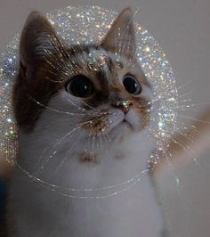 a white and brown cat is looking at the camera with sparkle around it's head