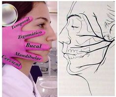 Medicine Notes, Dentistry Student, Medical School Life, Dental Anatomy, Medicine Studies