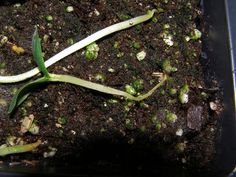 a close up of a plant in a container filled with dirt and small sprouts