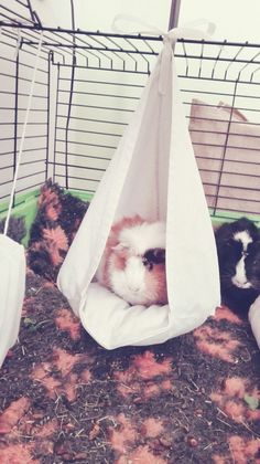 two guinea pigs in a cage with plastic bags