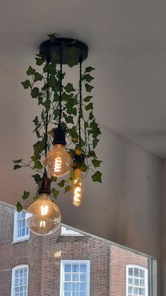 three light bulbs hanging from the ceiling with plants growing out of them in front of windows