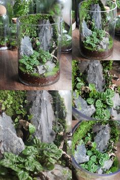 several images of rocks and plants in glass vases