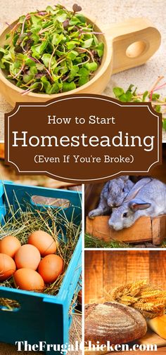 how to start homesteading even if you're broke