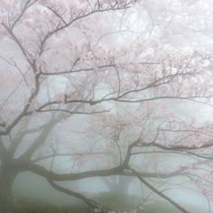 a tree with pink flowers in the fog