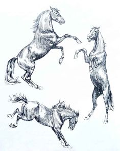 three drawings of horses are shown in the same manner as they appear to be jumping