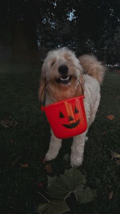 a dog with a trick on its face holding a red bowl in it's mouth