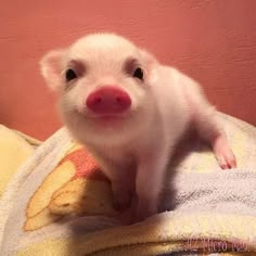 a small white pig sitting on top of a blanket next to a pink wall and looking at the camera