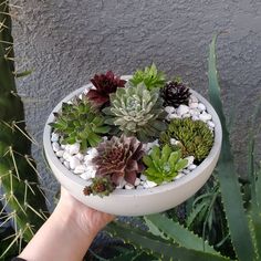 a hand holding a white bowl filled with succulents