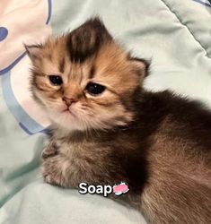 a small kitten laying on top of a blanket