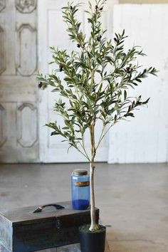 an olive tree in a black pot next to a blue can