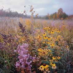 wildflowers and other plants in a field