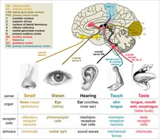 the different parts of the human brain