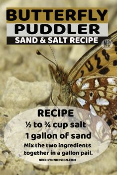 a close up of a butterfly on a rock with text below it that reads, butterfly puddler sand & salt recipe