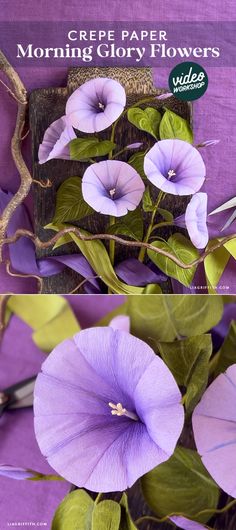 purple flowers with green leaves in front of a purple background and the words crepe paper morning glory flowers