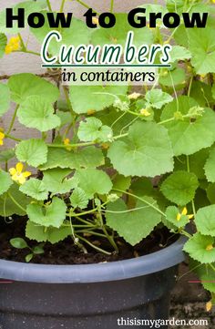 a potted plant with the words how to grow cucumbers in containers on it