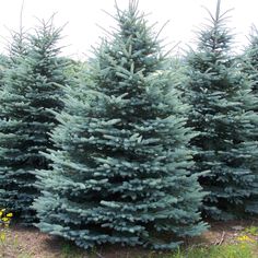 several blue christmas trees lined up next to each other