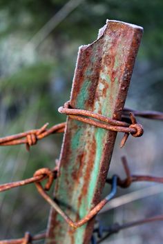 rusted metal barbwire with trees in the background