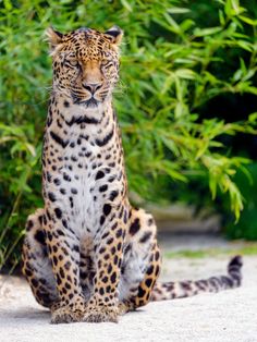 a large leopard sitting on top of a sandy ground next to green plants and bushes