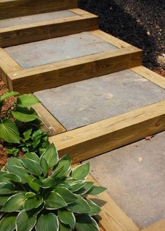 wooden steps leading up to a green plant