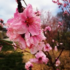 pink flowers are blooming on a tree branch