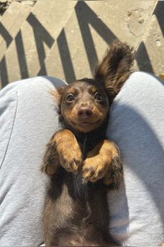 a small dog sitting on top of a person's lap