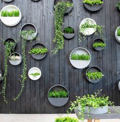 the wall is covered with various plants and plates